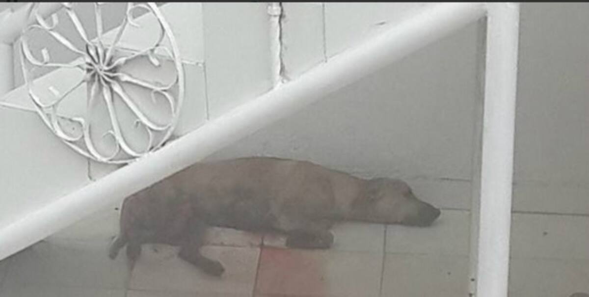 El animal fue atropellado por un carro en el barrio El Socorro y se encuentra gravemente herido. Cortesía