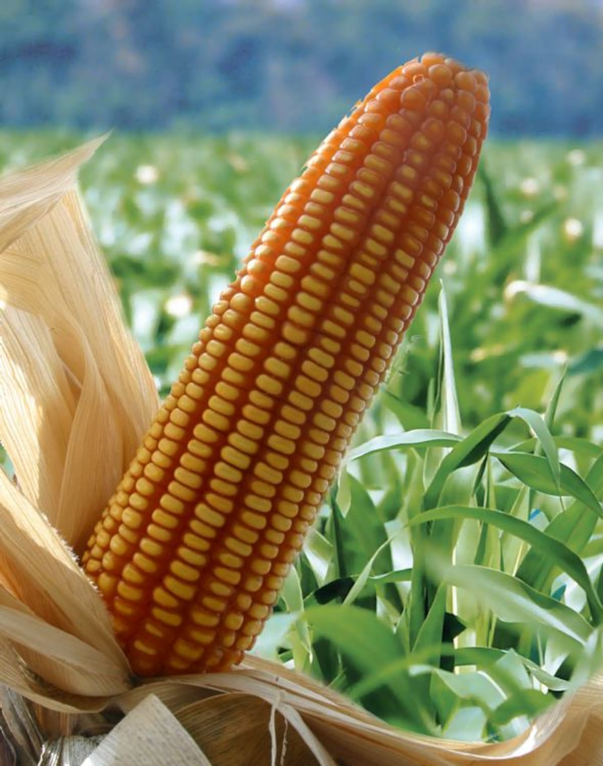 Más de 70 mil hectáreas de maíz tradicional se sembraron en Bolívar el año pasado. ARCHIVO