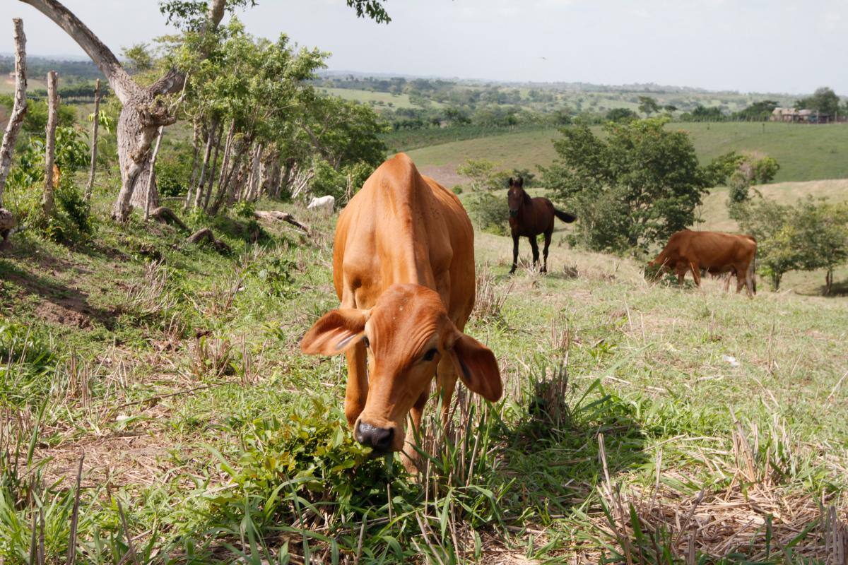 En Cartagena evaluarán controles contra la fiebre aftosa en Sur América