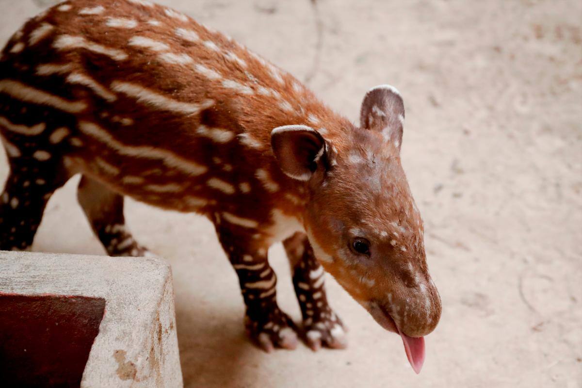 Nace por primera vez un tapir en zoo de Guatemala y le buscan nombre