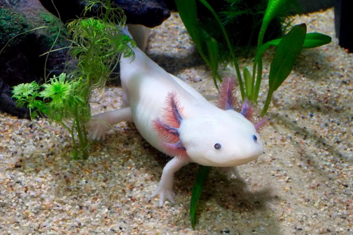 El animal por el que la ciencia ve posible lograr que un humano se regenere