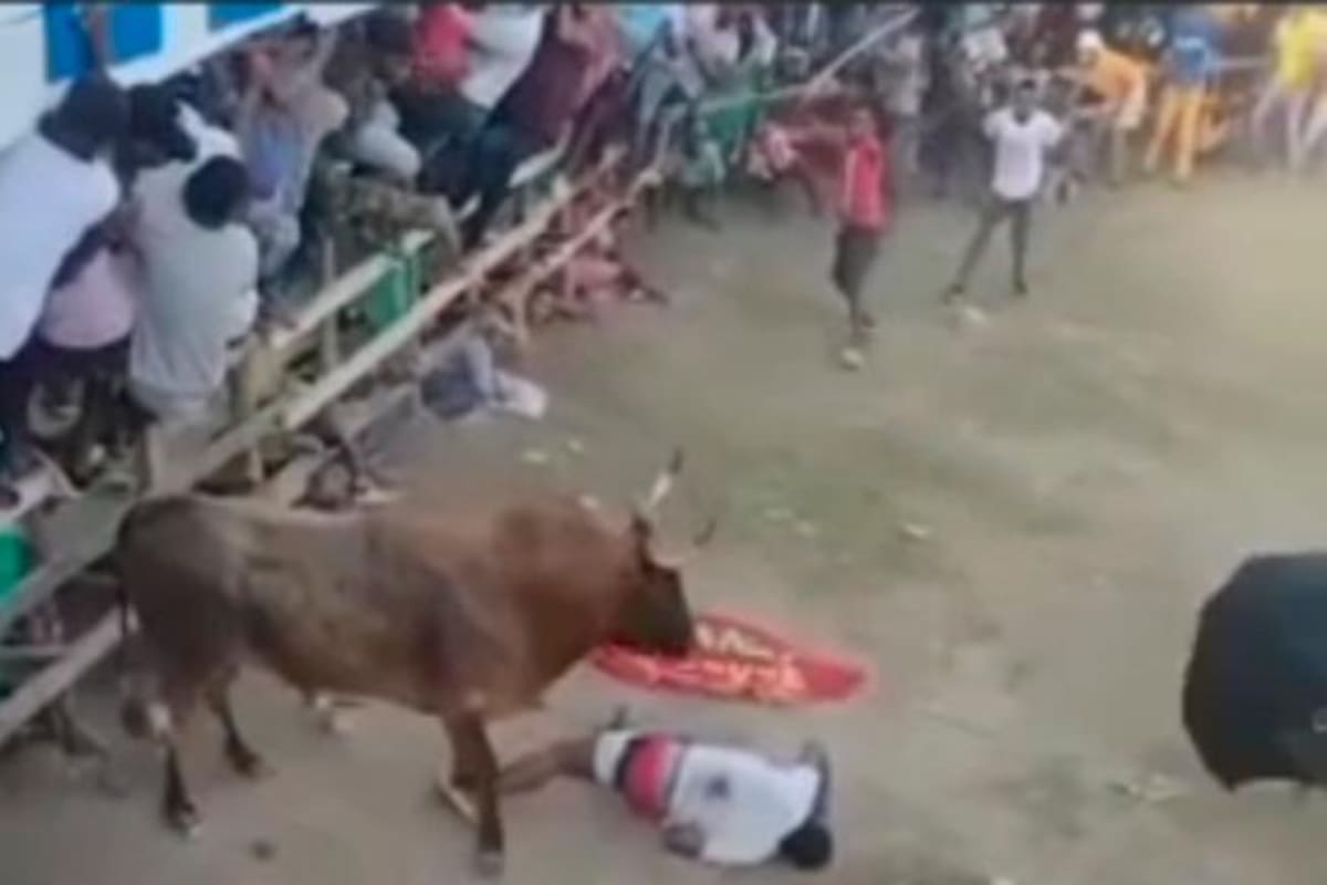 Toro le da dos cornadas y muere, en corralejas de Barranca Vieja