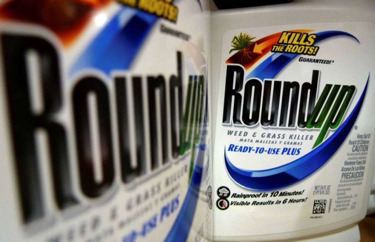 Botellas de herbicida Roundup, un producto de Monsanto, se muestran en el estante de una tienda en St. Louis. Un jurado de San Francisco, el 10 de agosto de 2018, ordenó al gigante del agronegocio Monsanto pagar $ 289 millones a un ex jardinero de la escuela muriéndose de cáncer, diciendo que el popular herbicida Roundup de la compañía contribuyó a su enfermedad. AP Jeff Roberson