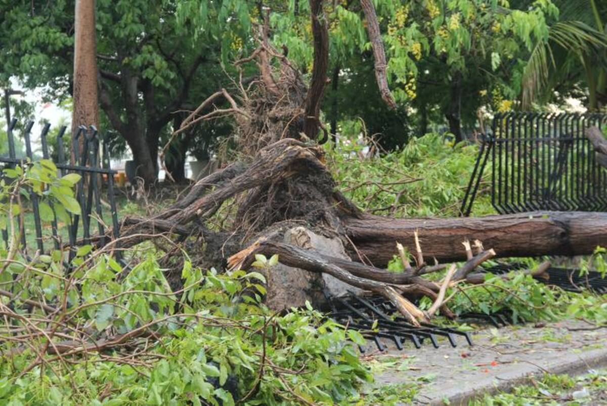 15 arboles se cayeron con la lluvia de este martes, en varios sectores de la ciudad. EL UNIVERSAL