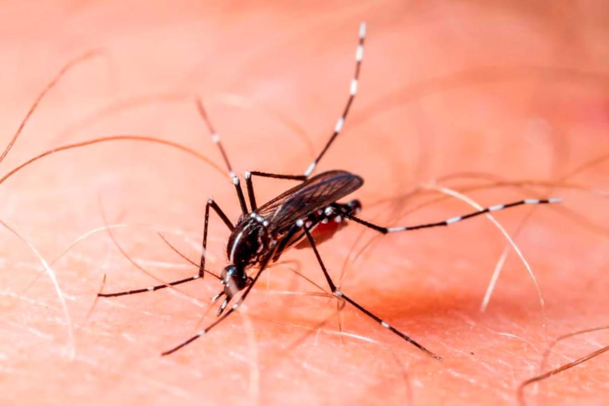 Dengue sigue en aumento: 44 casos en la última semana