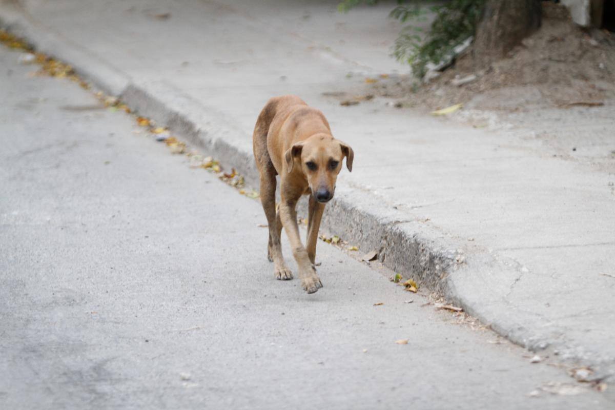 El fallo que da otra esperanza a los animales callejeros en Cartagena