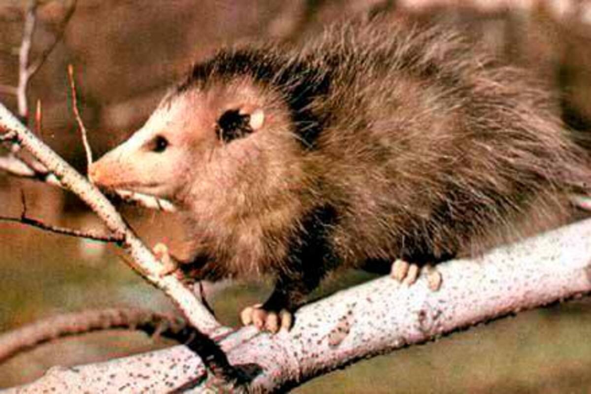 Hay que seguir cuidando las zarigüeyas, ¿por qué?