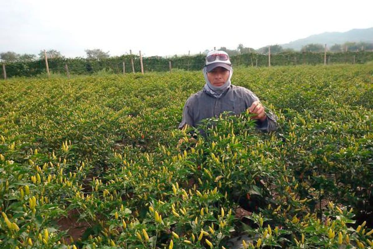 Ají cultivado por víctimas llegará a América del Norte, Europa y Asia