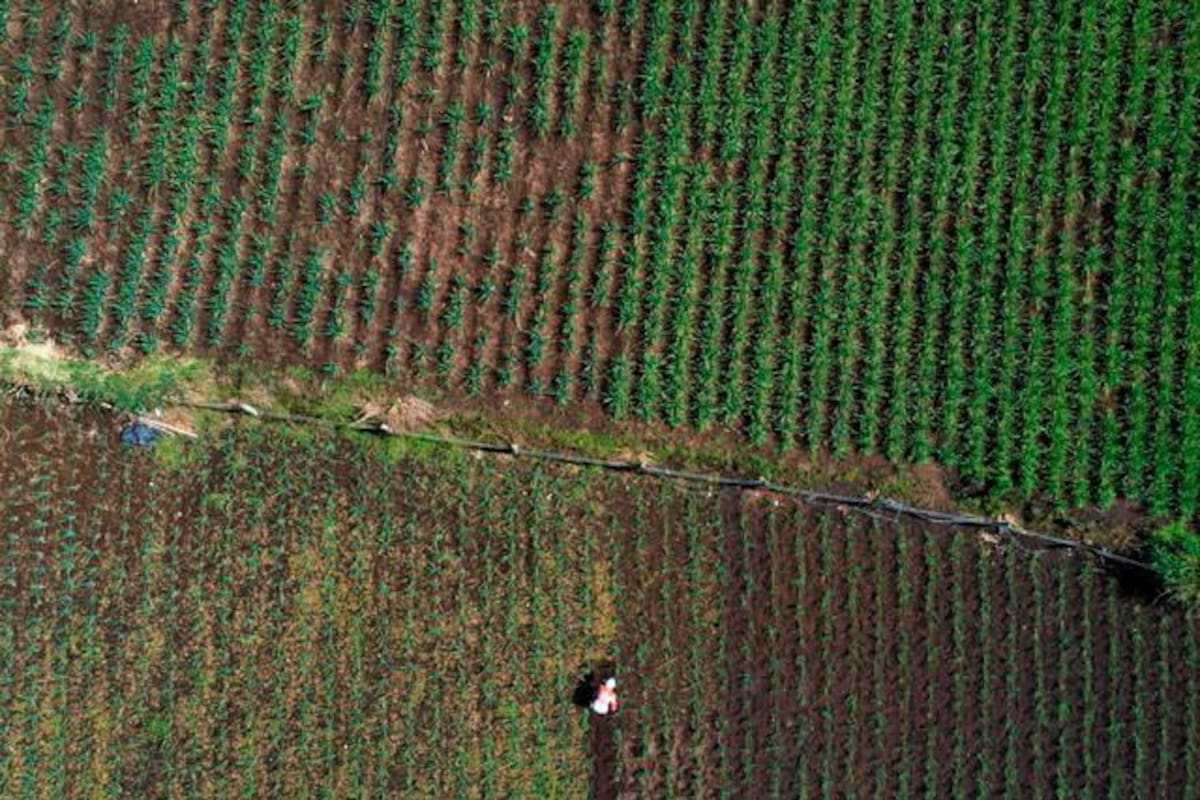 Corte ordena hacer más equitativa adjudicación de bienes baldíos