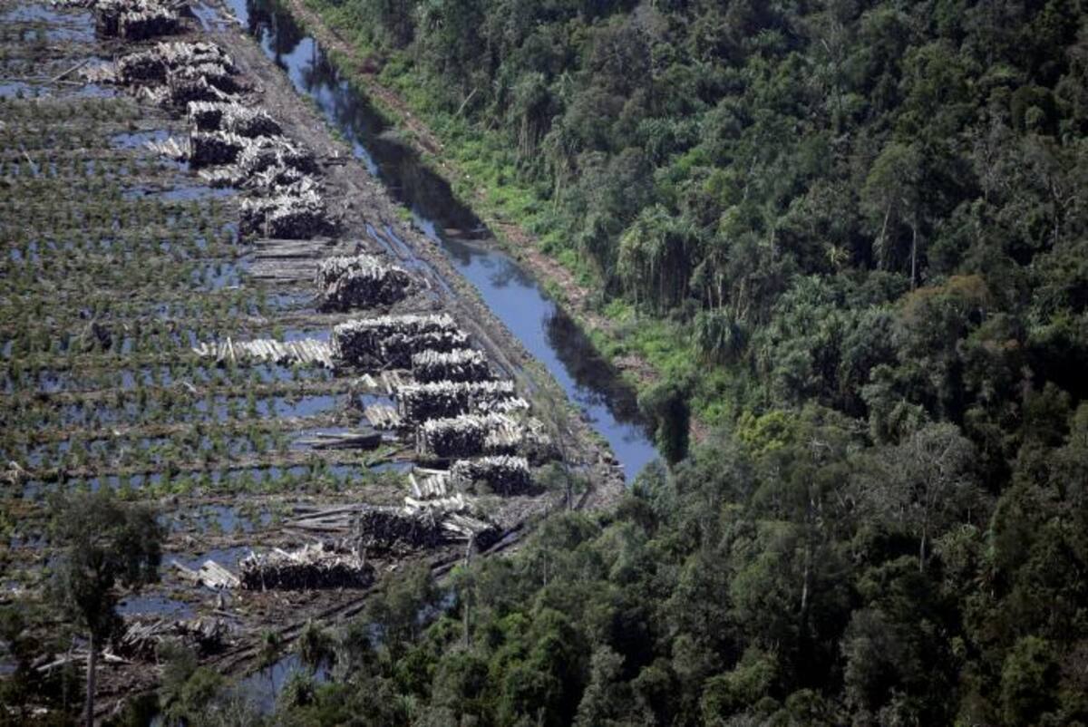 Actualmente hacen falta 1,7 planetas Tierra para satisfacer las necesidades del mundo según comunicó el Fondo Mundial para la Naturaleza. AP Dita Alangkara
