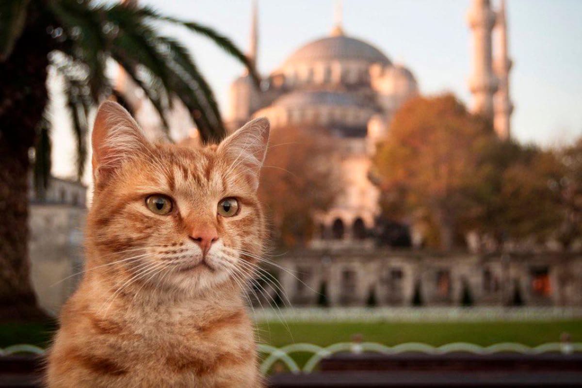 Estambul: ¿por qué es una ciudad llena de historia y amor por los gatos?