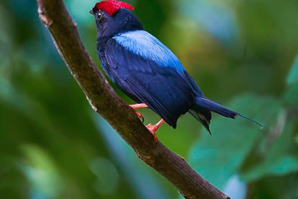 ‘Global Big Day 2024’: Bolívar, con 24 sitios para avistamiento de aves