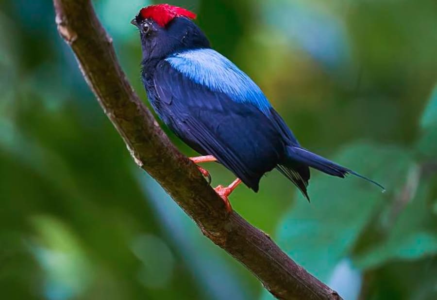 ‘Global Big Day 2024’: Bolívar, con 24 sitios para avistamiento de aves