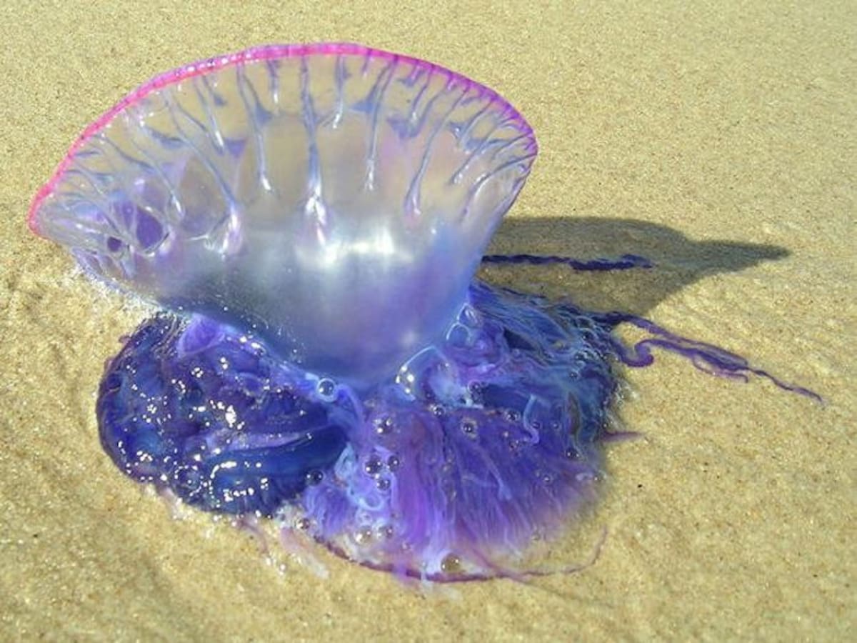 Fragatas portuguesas, comúnmente conocidas como “agua mala”, “botella azul” o “falsa medusa”. CORTESÍA.