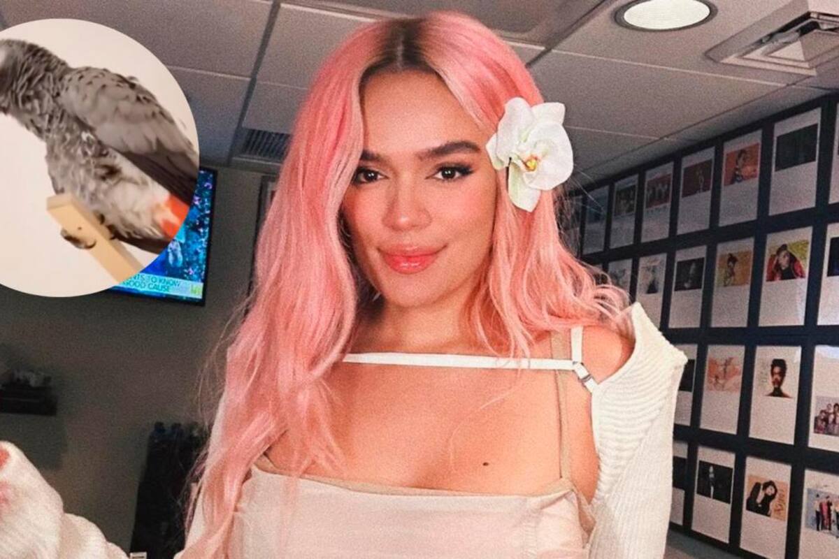 Video: El loro fanático de Karol G que causa furor en TikTok