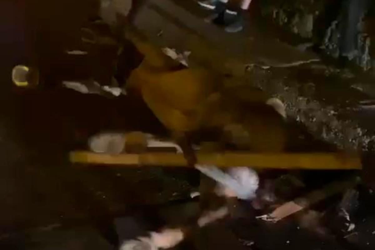 Nuevo desplome de caballo cochero reaviva polémica sobre este servicio