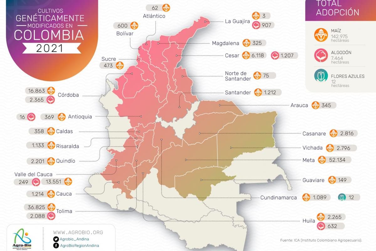 Cultivos transgénicos ganan más campo en Bolívar