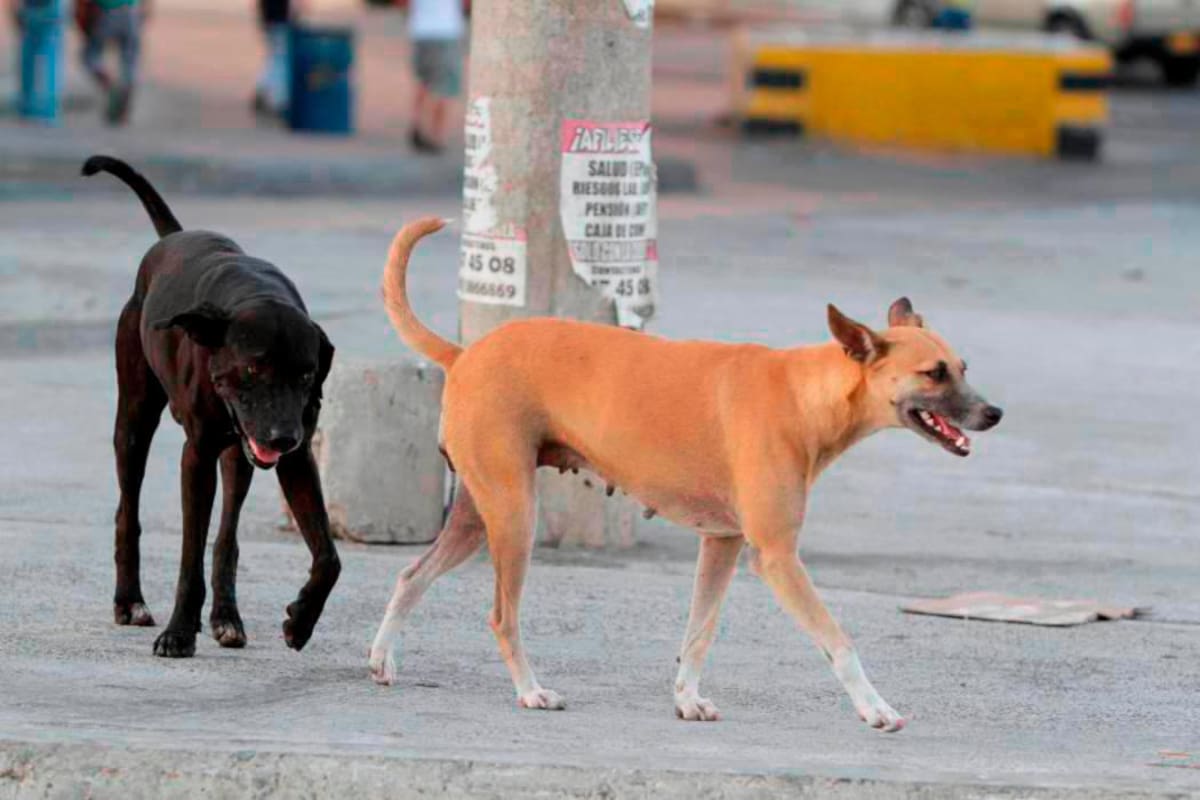 Así puedes proteger a tus mascotas del insoportable calor en Cartagena