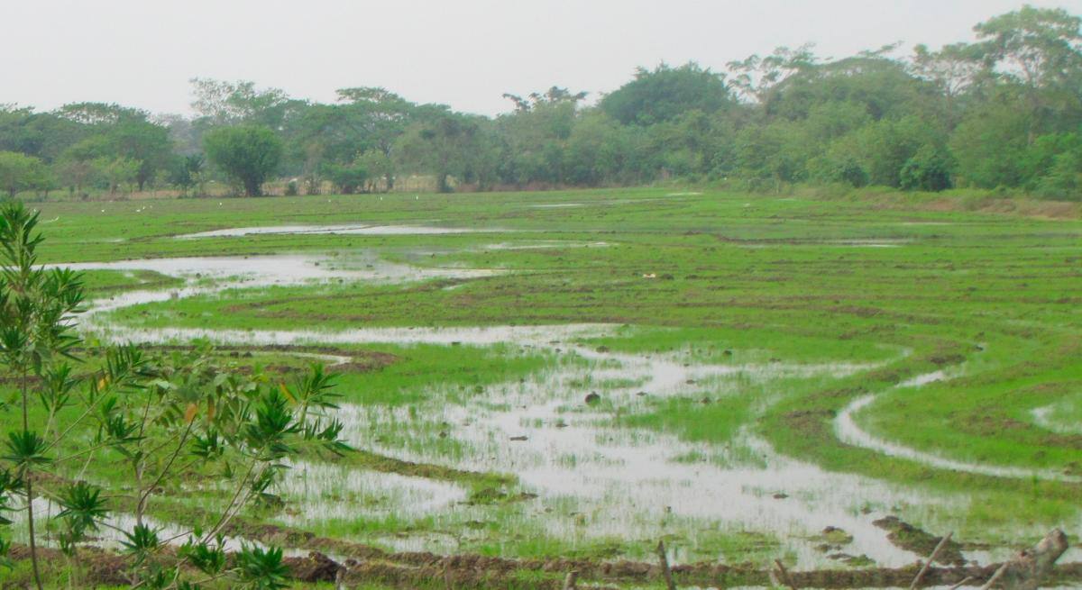 En el Distrito de Riego de Marialabaja las áreas inscritas para sembrar arroz con riego, en el primer semestre, sobrepasan las 900 hectáreas. // HFA-EU