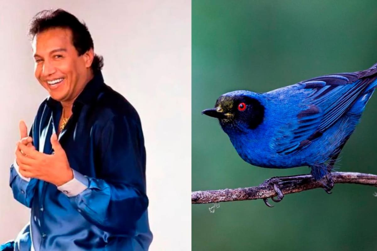 El gracioso hilo de Twitter que asemeja a Diomedes Díaz con pájaros