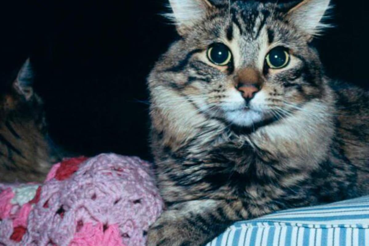 Alerta en el mundo por gripe aviar que ha causado muerte en varios gatos