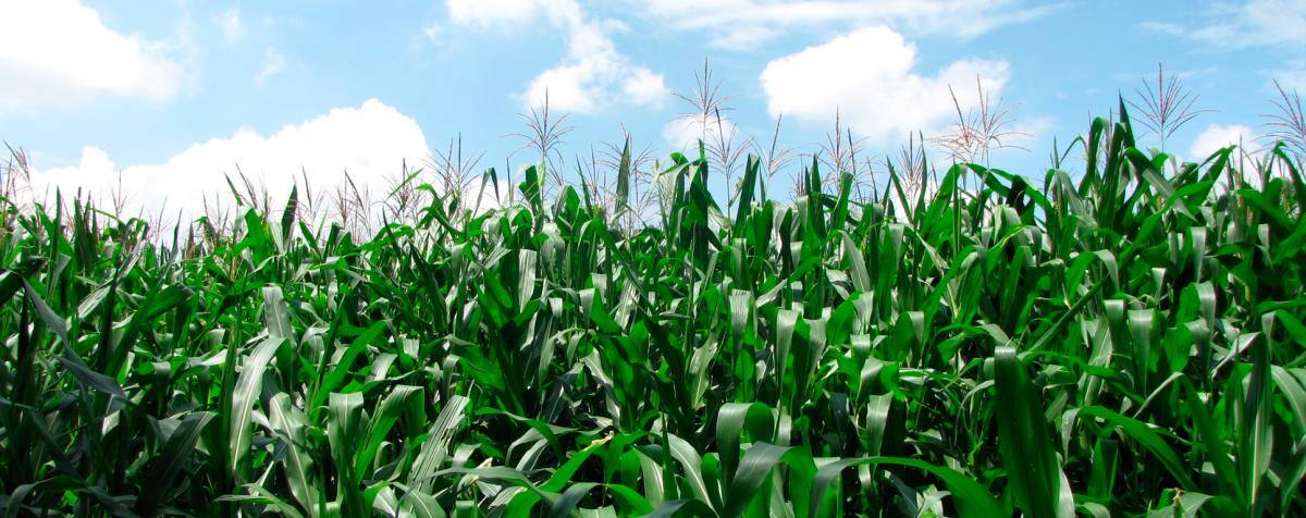 El maíz es el segundo cultivo GM en Colombia. // CORTESÍA AGRO-BIO
