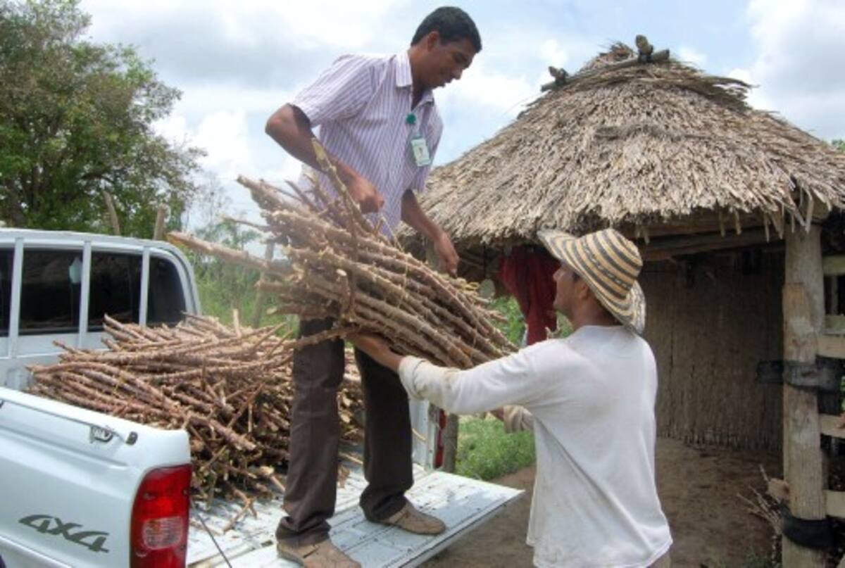 El secretario de agricultura, Alfredo Blanquicett, durante la entrega de semillas y asistencia técnica a campesinos en zonas rurales.