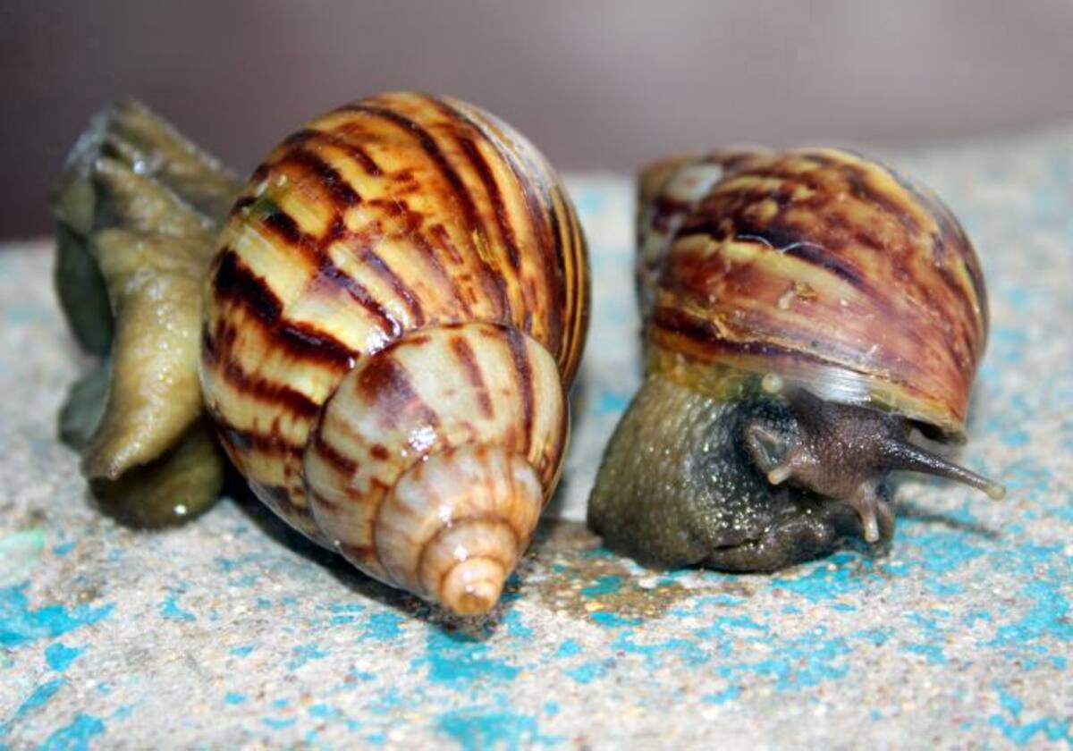 Este es el caracol gigante african. Cortesía