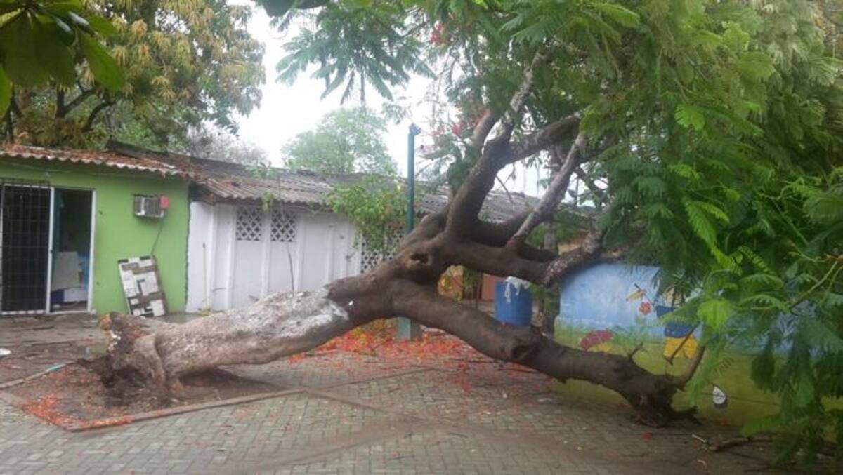 En Daniel Lemaitre, un árbol cayó por exceso de cemento a su alrededor. CORTESÍA