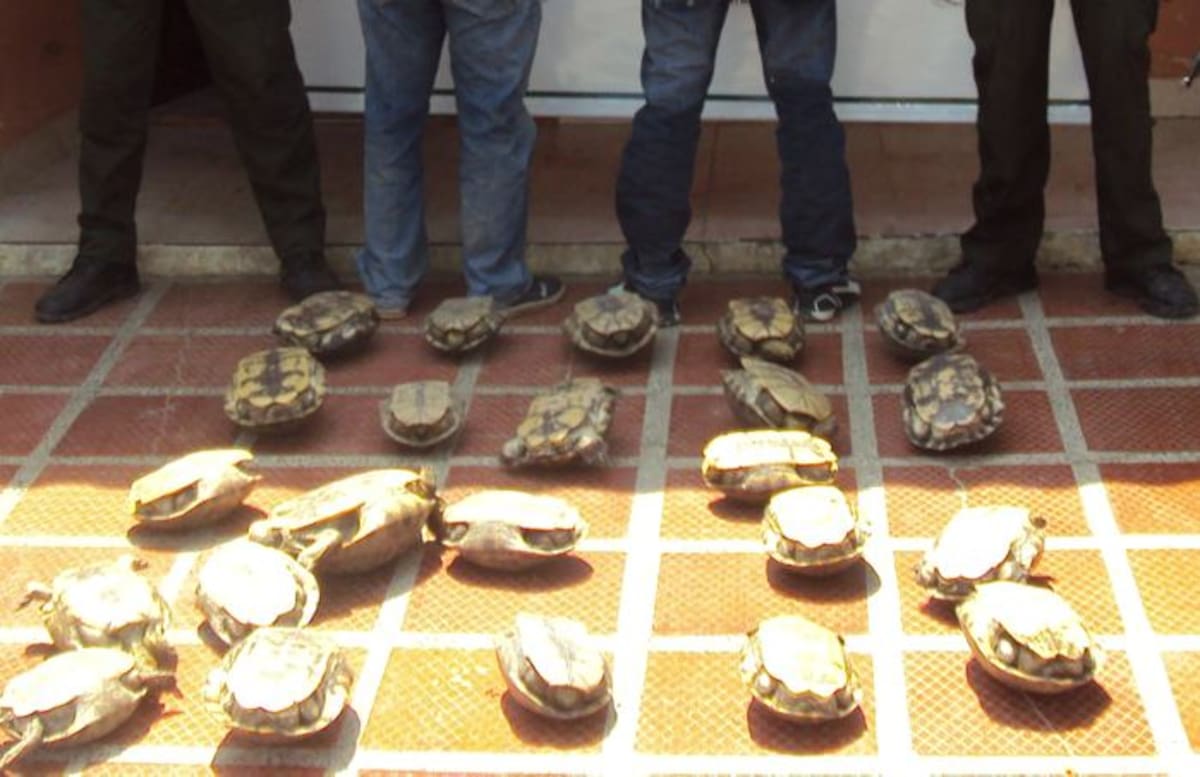 Icoteas que iban a ser comercializadas ilegalmente. Cortesía