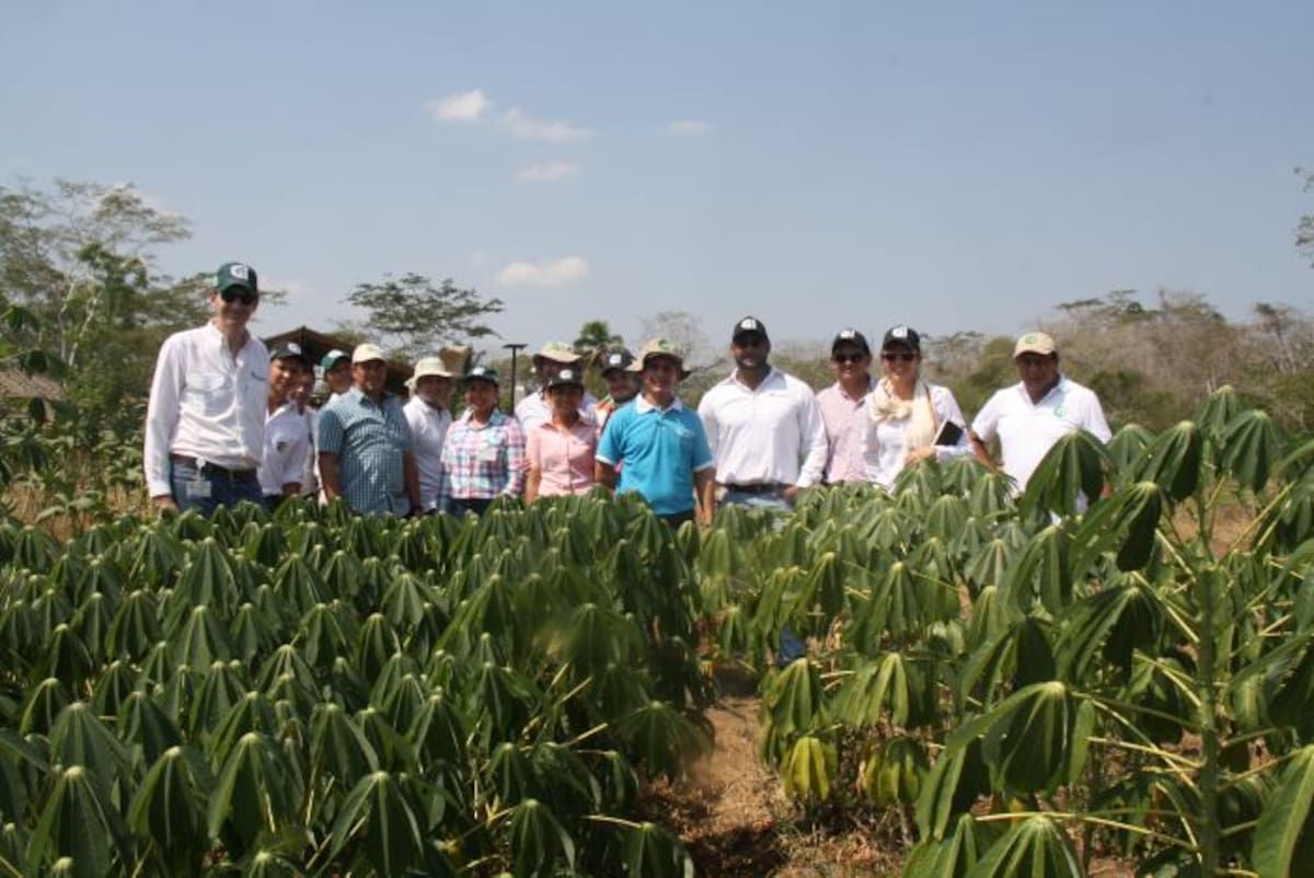 Cultivos de aguacate que hacen parte de los proyectos productivos. LILA LEYVA VILLARREAL - EL UNIVERSAL