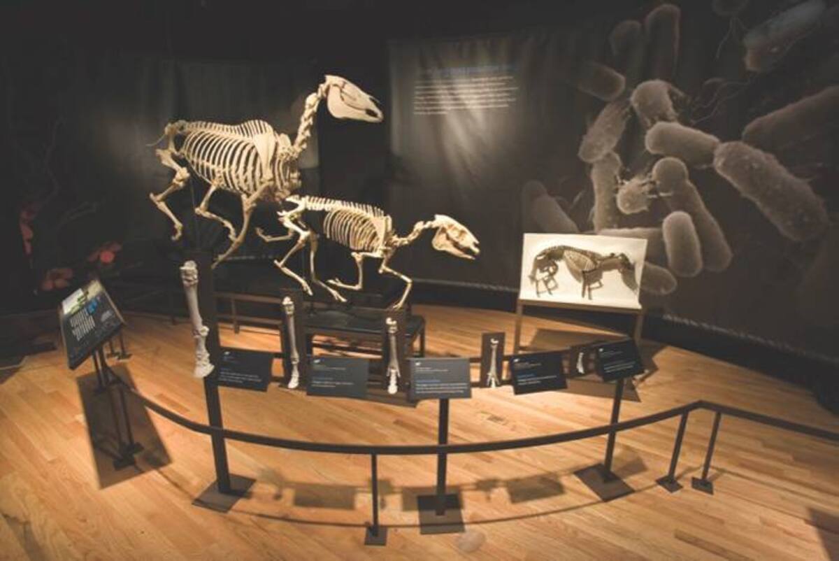 Es la más grande y representativa exposición de Charles Darwin que recorre el mundo. Allí están los logros del naturalista inglés, quien postuló que todas las especies de seres vivos han evolucionado con el tiempo a partir de un antepasado común, mediante un proceso que denominó “selección natural”.