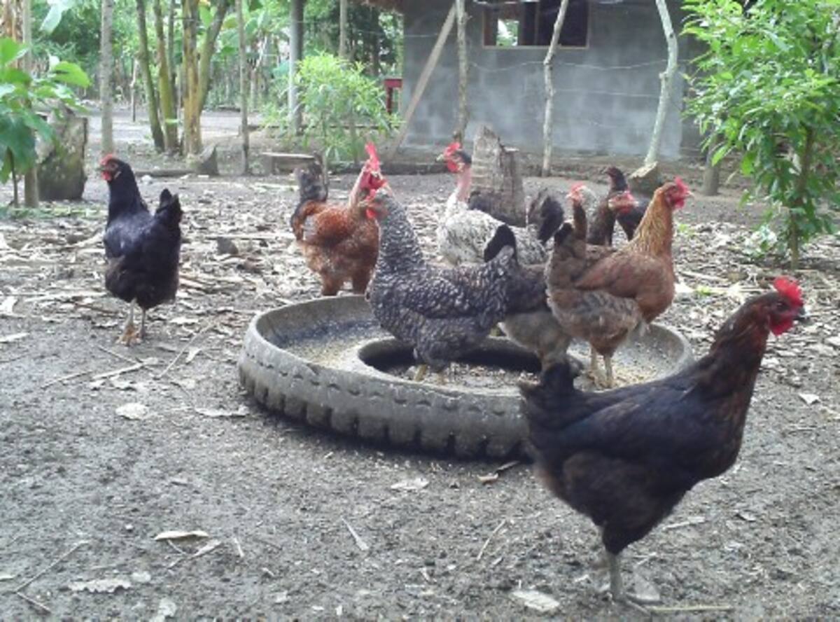 En la parte avícola se destaca que las gallinas se alimentan 100 por ciento con una alimentación natural.