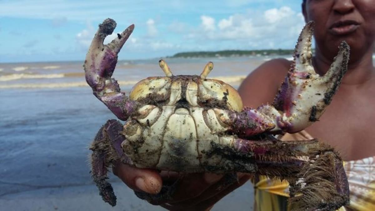 FOTO: JULIO CASTAÑO - EL UNIVERSAL