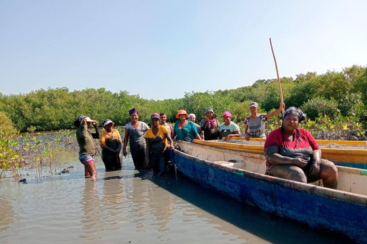 Un grupo de mujeres restaura el manglar de La Boquilla