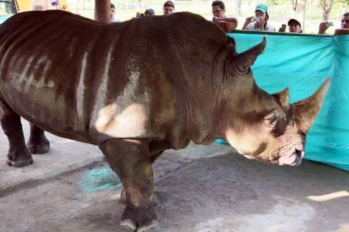 Se agrava la salud de uno de los tres rinocerontes blancos que viven en Colombia