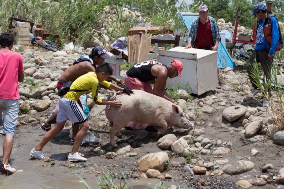 Cruce de animales en la Frontera. COLPRENSA