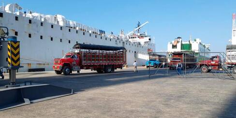 Exportaciones de ganado en pie: Cartagena es el puerto