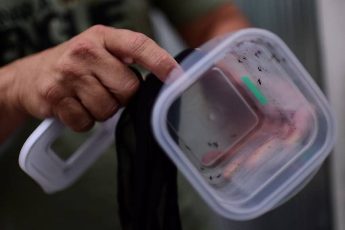 La artritis que ocasiona la infección por el arbovirus Chikunguña, inoculado por los mosquitos Aedes aegypti y Aedes albopictus, puede tener una duración muy variable, según la genética de la población.