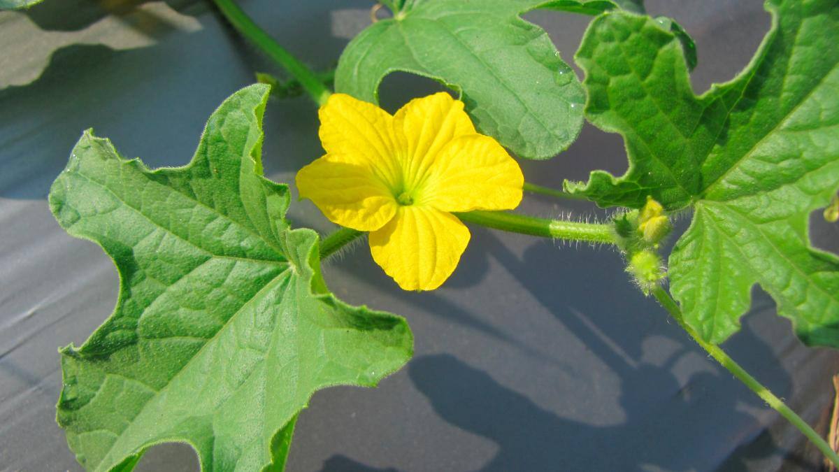 Flor del melón.