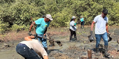 Siembran más de 2.000 mangles durante la Semana del Manglar en Cartagena