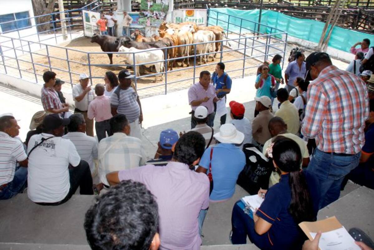 Un aspecto del acto de entrega de las 35 vacas del programa de Fundagán y la Umata Distrital. Dagoberto Cabarcas - El Universal