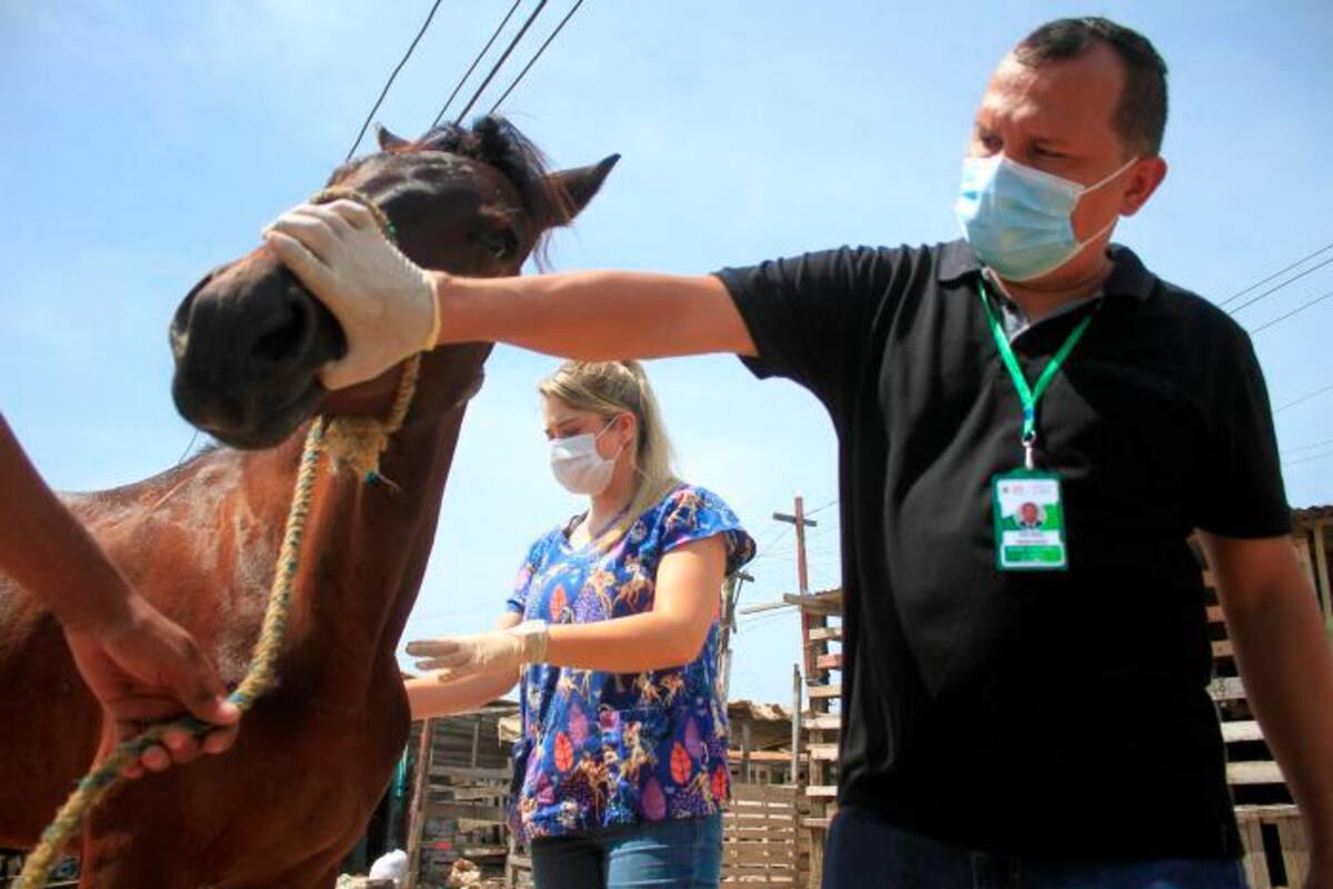 “Animalistas hacen show mediático”: Cocheros de Cartagena