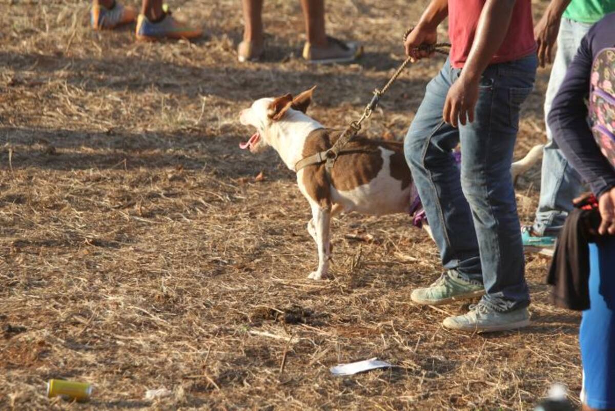 se deben todar todas las medidas para evitar el ingreso de niños, mujeres embarazadas, armas, animales a parte de los caballos y toros y velar por la protección de estos últimos. Archivo