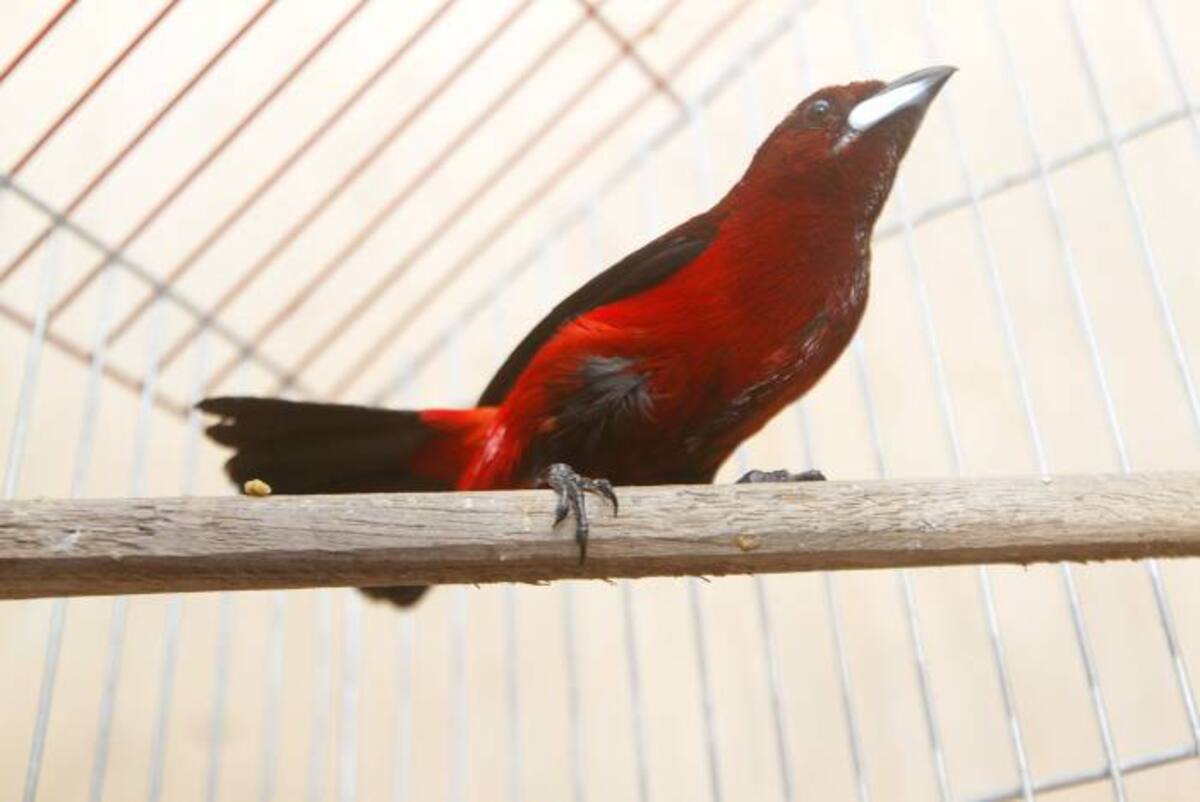 JULIO CASTAÑO - EL UNIVERSAL