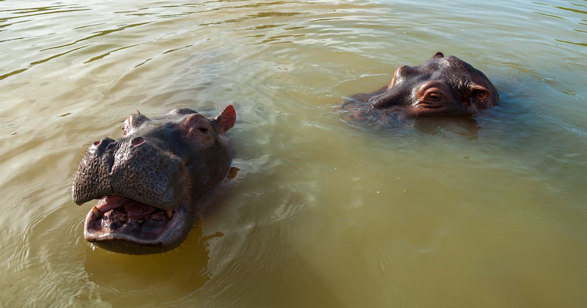 Will India receive 80 hippos from Colombia? This is how the plan is progressing