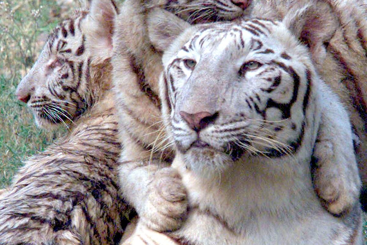 La India registra 126 muertes de tigres en 2021, la mayor cifra en una década