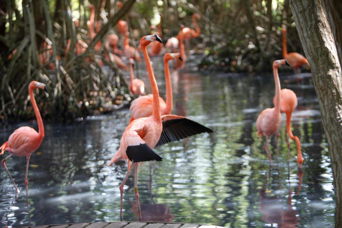 El Aviario Nacional de Colombia sobrevive con donaciones