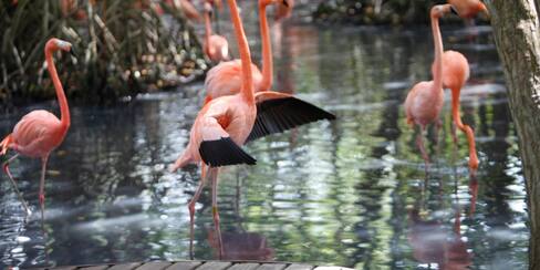 El Aviario Nacional de Colombia sobrevive con donaciones