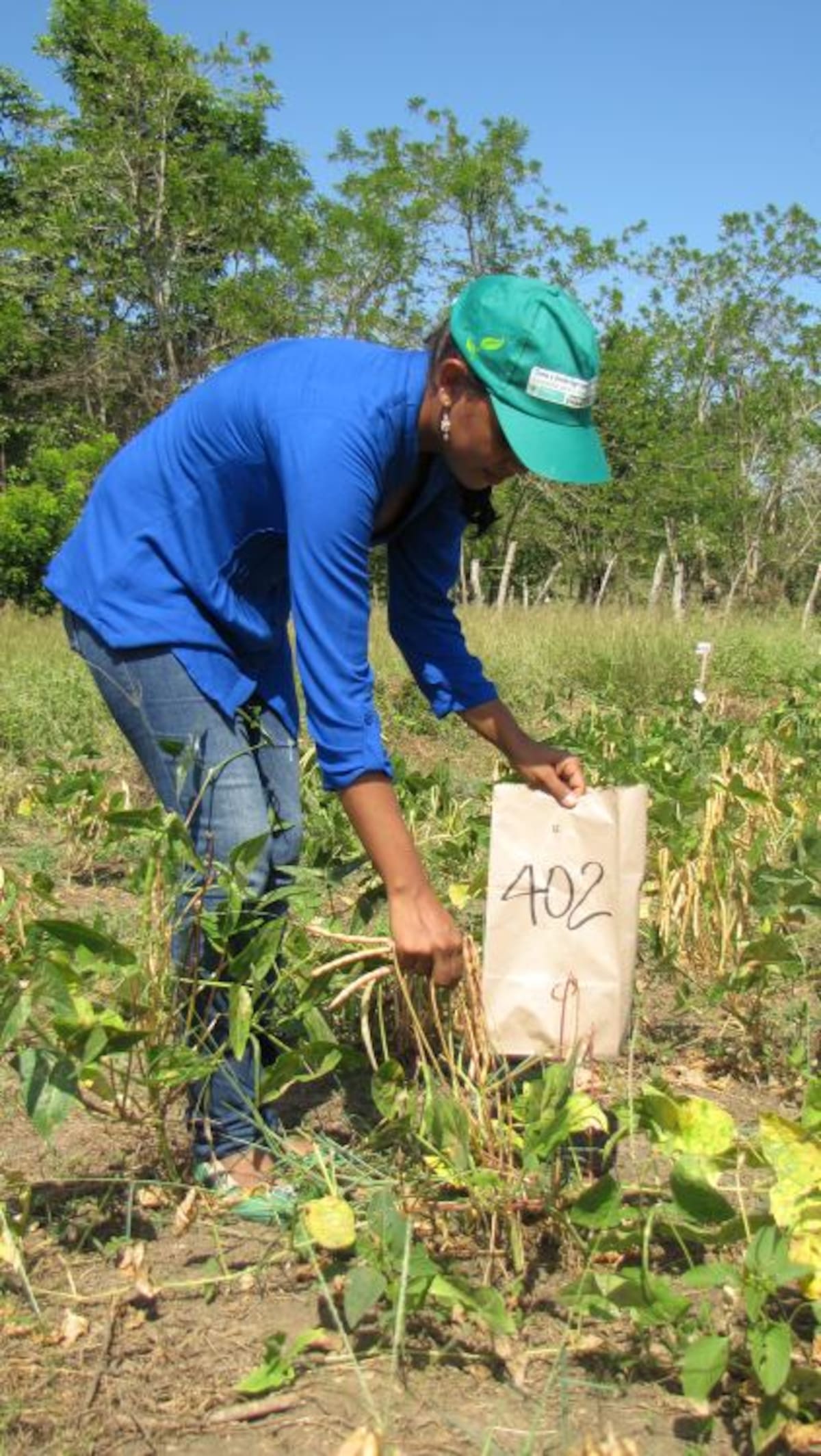 Estudiantes de la Universidad de Córdoba se encargaron de clasificar las muestras del cultivo, para su evaluación. // HERMES FIGUEROA A. - EL UNIVERSAL.